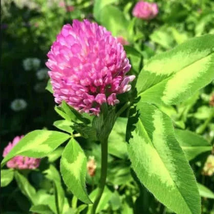 Monarchs Rose Red Clover Seeds