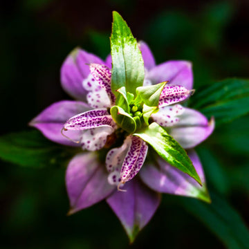 Monarda Punctata Spotted Bee Balm Seeds 