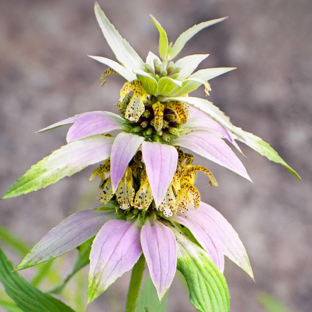 Monarda Punctata Spotted Bee Balm Seeds 
