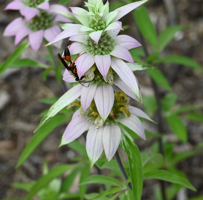 Monarda Punctata Spotted Bee Balm Seeds 