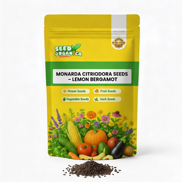 Monarda citriodora Seeds – Lemon Bergamot