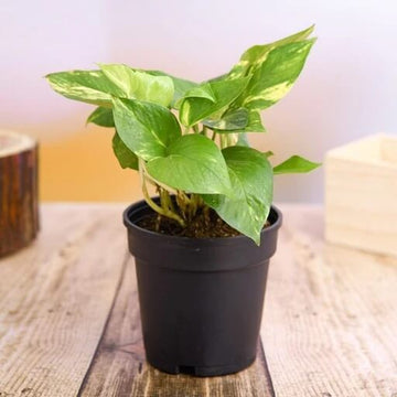 Money Plant Seeds - Flower Plant