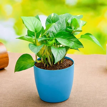 Money Plant Seeds - Flower Plant