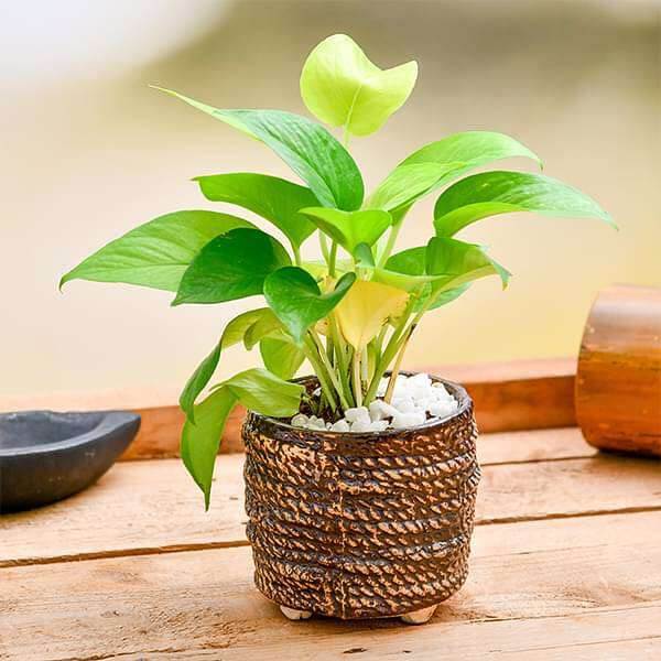 Money Plant Seeds - Flower Plant