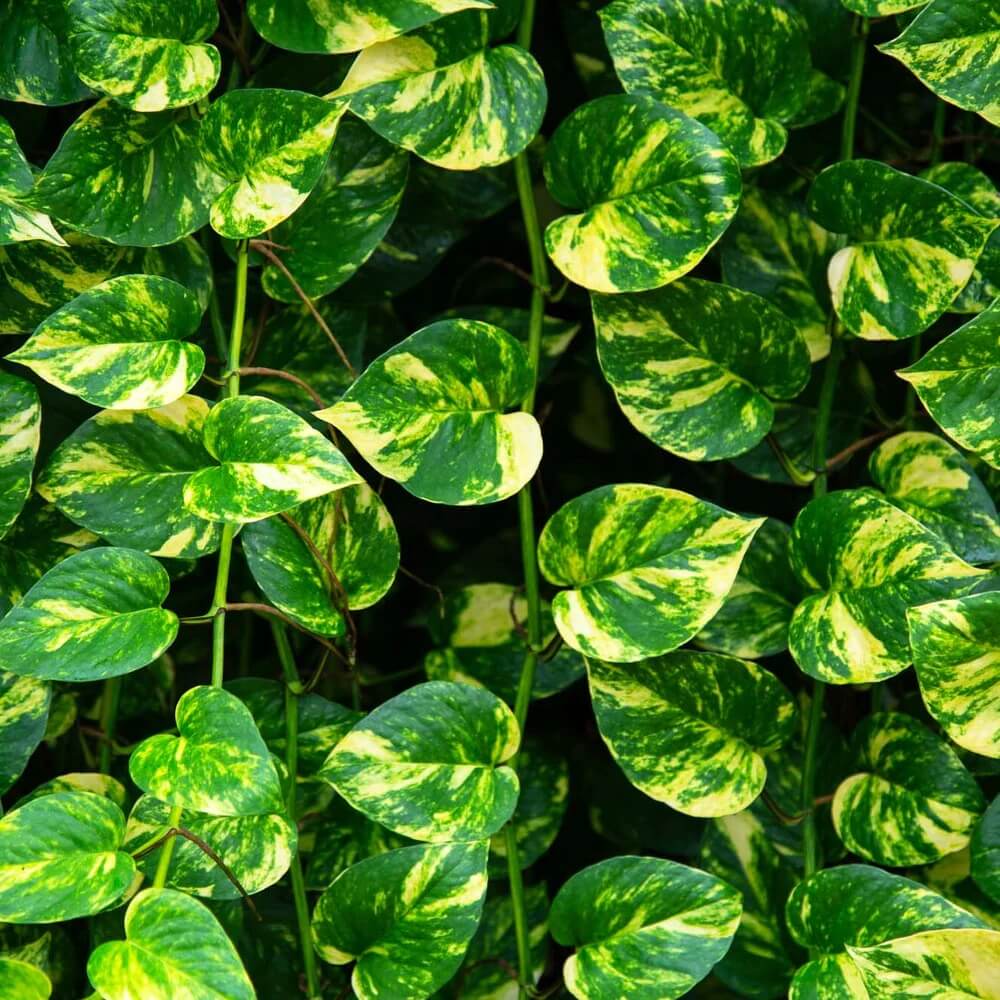 Money Plant Seeds for Planting