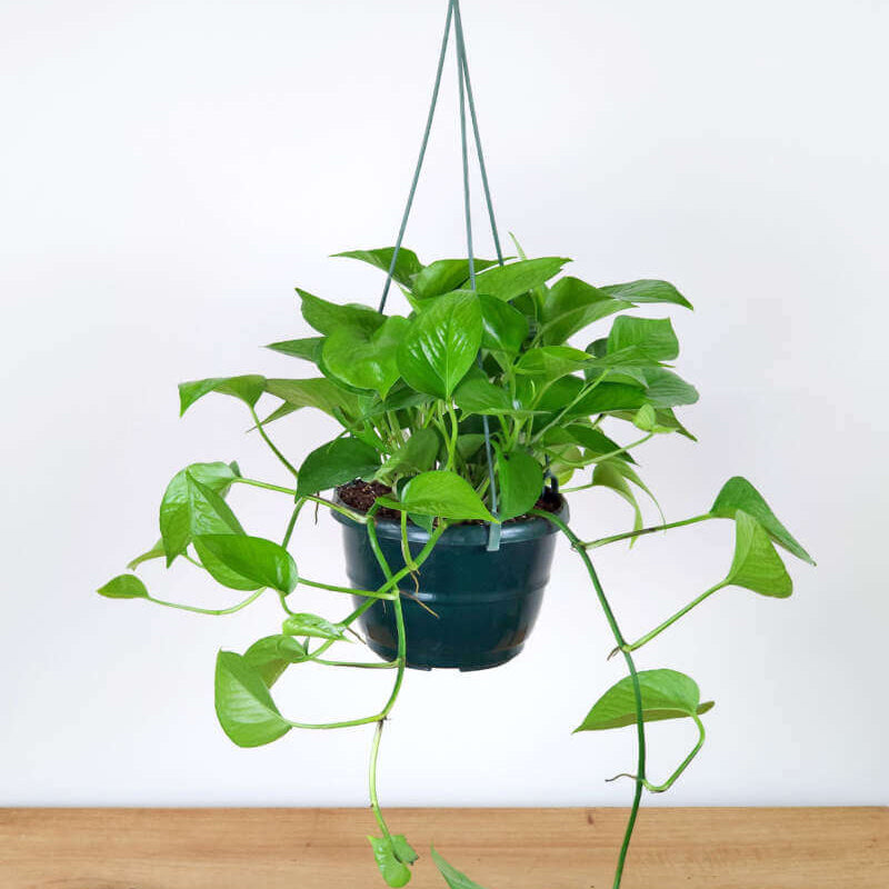 Money Plant Seeds for Planting