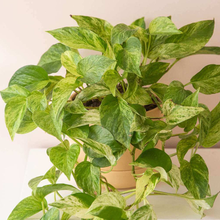 Money Plant Seeds for Planting