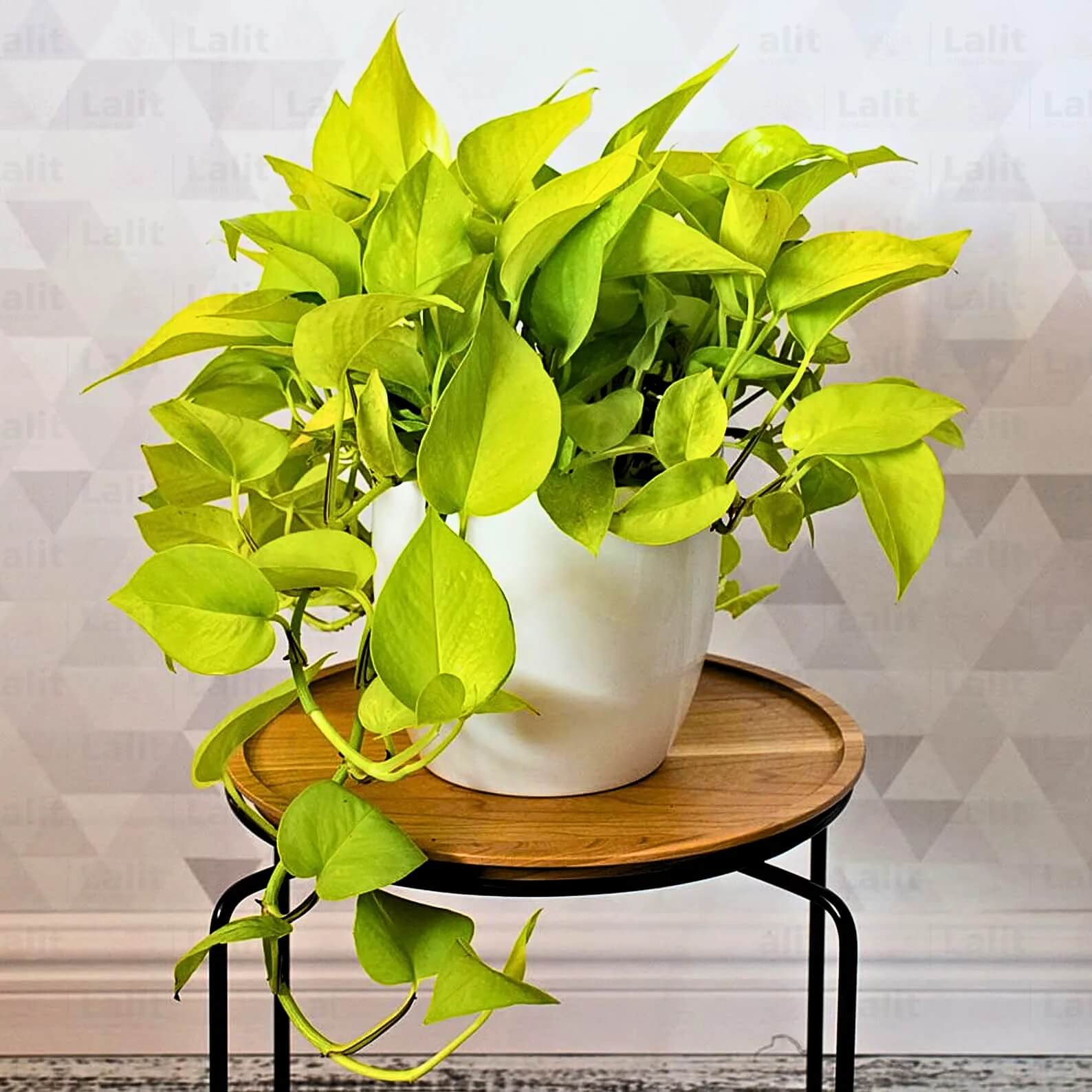 Money Plant Seeds for Planting
