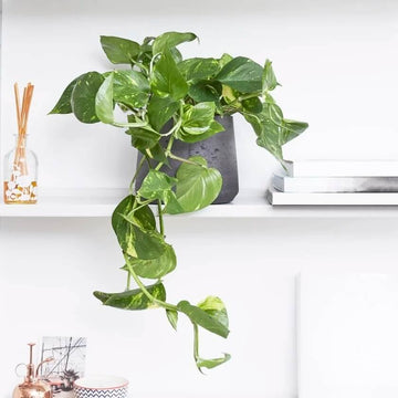 Money Plant Seeds for Planting
