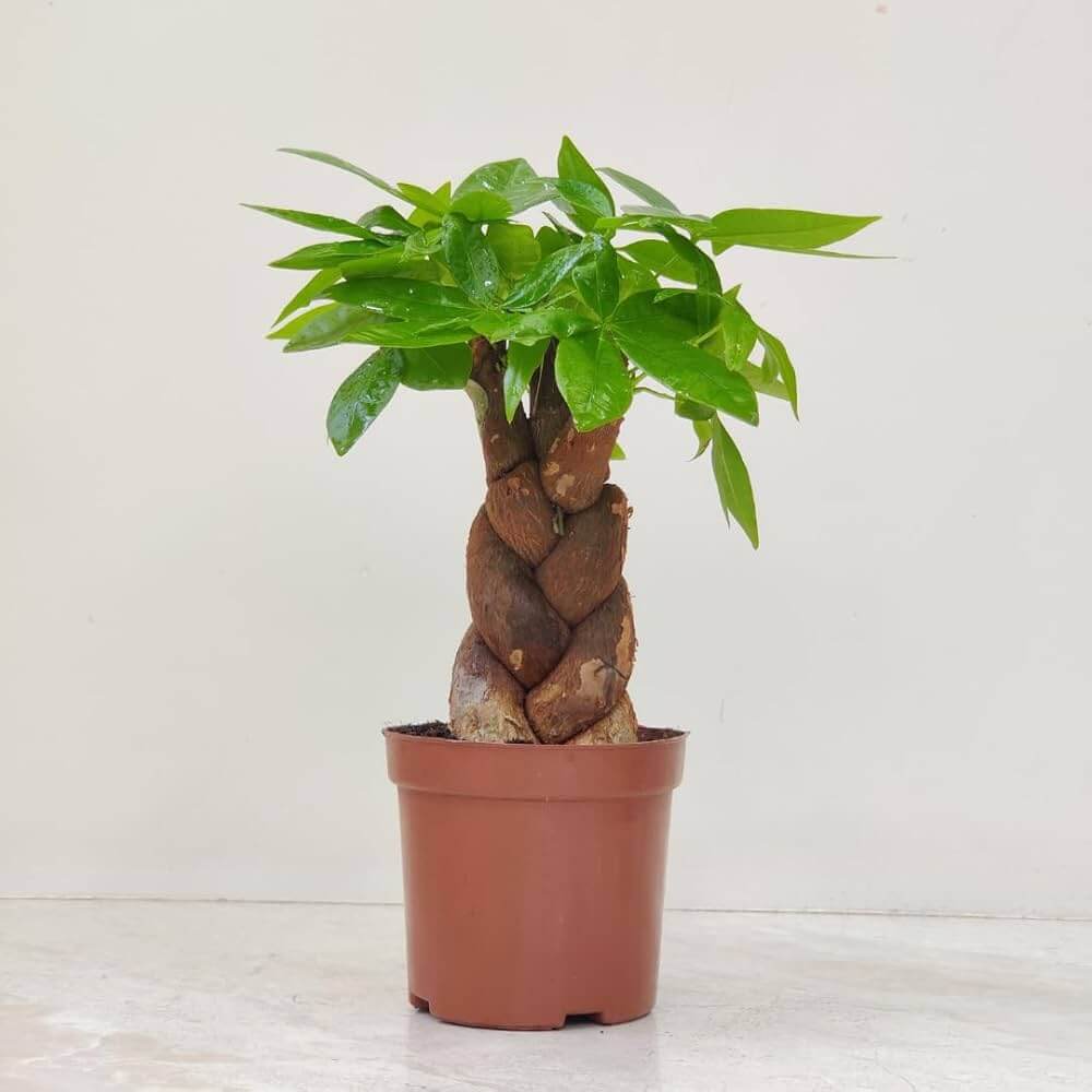 Money Tree Seeds for Planting