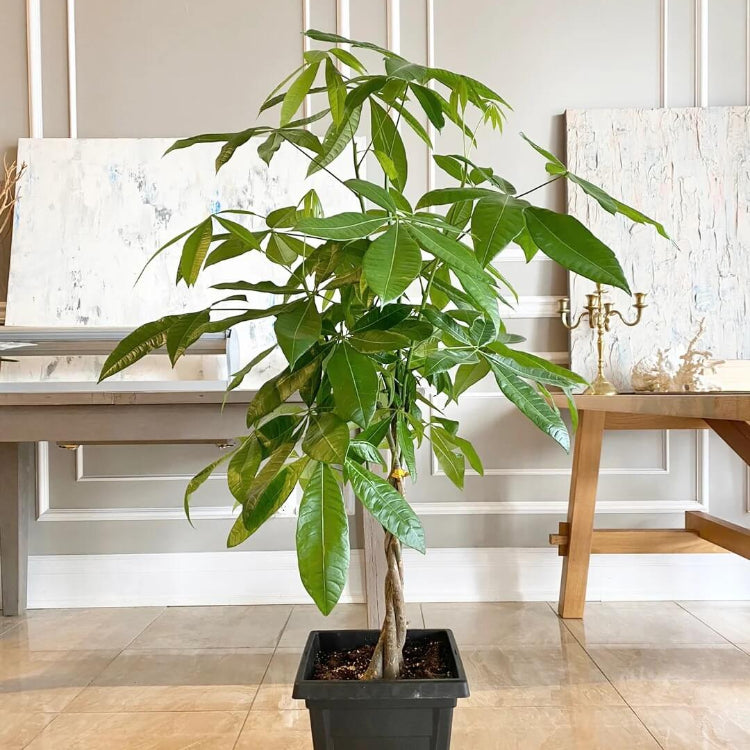 Money Tree Seeds for Planting