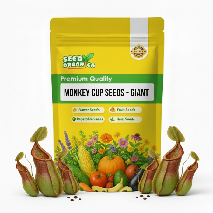 Monkey Cup Seeds – Giant