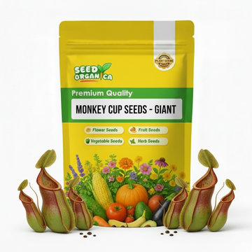 Monkey Cup Seeds – Giant