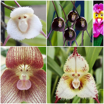 Monkey Face Orchid Seeds - All In One For Home Gardens