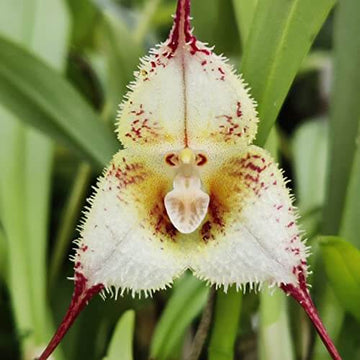 Monkey Face Orchid Seeds - All In One For Home Gardens