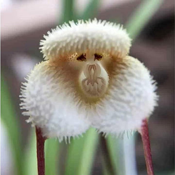 Monkey Face Orchid Seeds 