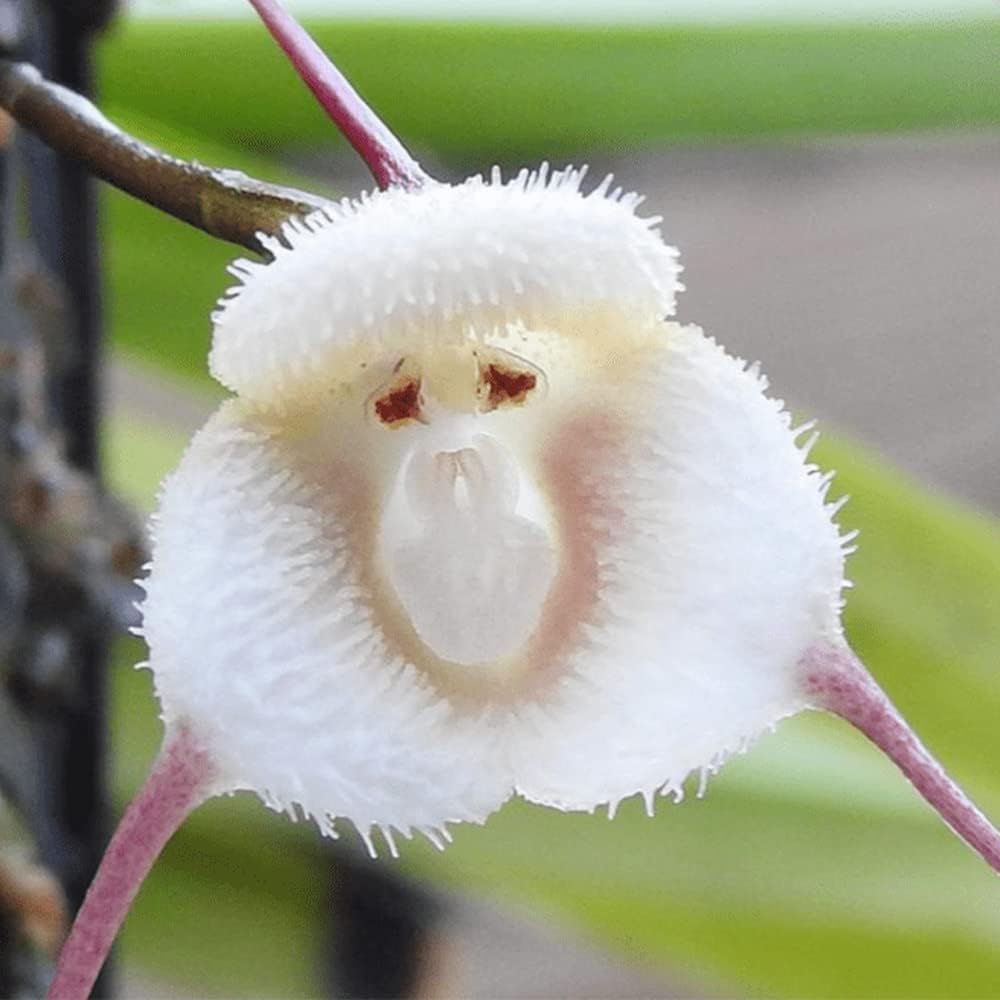 Monkey Face Orchid Seeds 