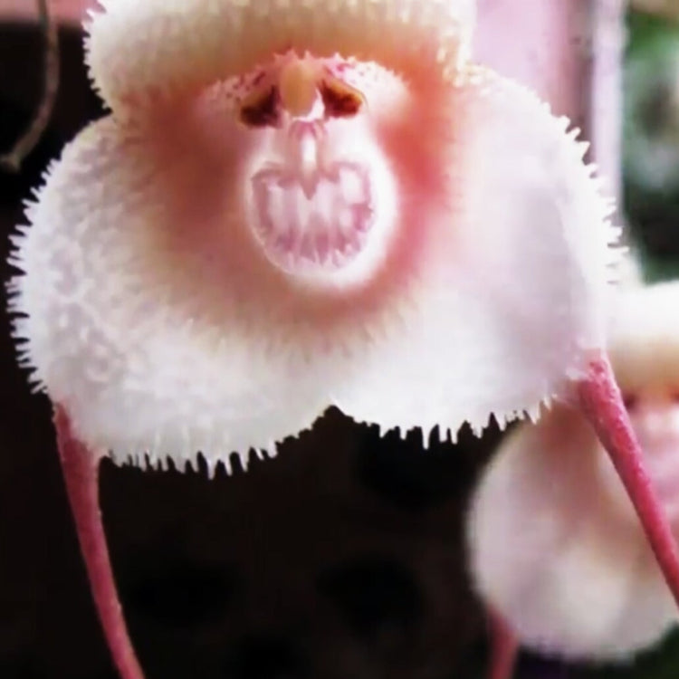 Monkey Face Orchid Seeds 