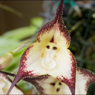 Monkey Face Orchid Seeds 