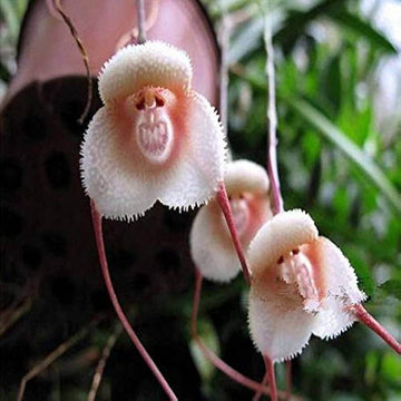 Monkey Face Orchid Seeds 
