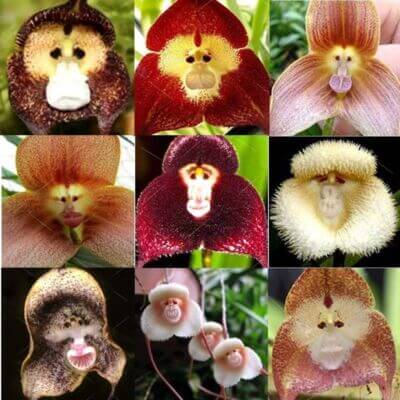Monkey Face Orchid Seeds 