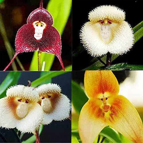 Monkey Face Orchid Seeds 