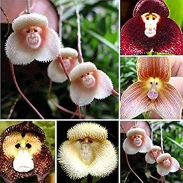 Monkey Face Orchid Seeds 