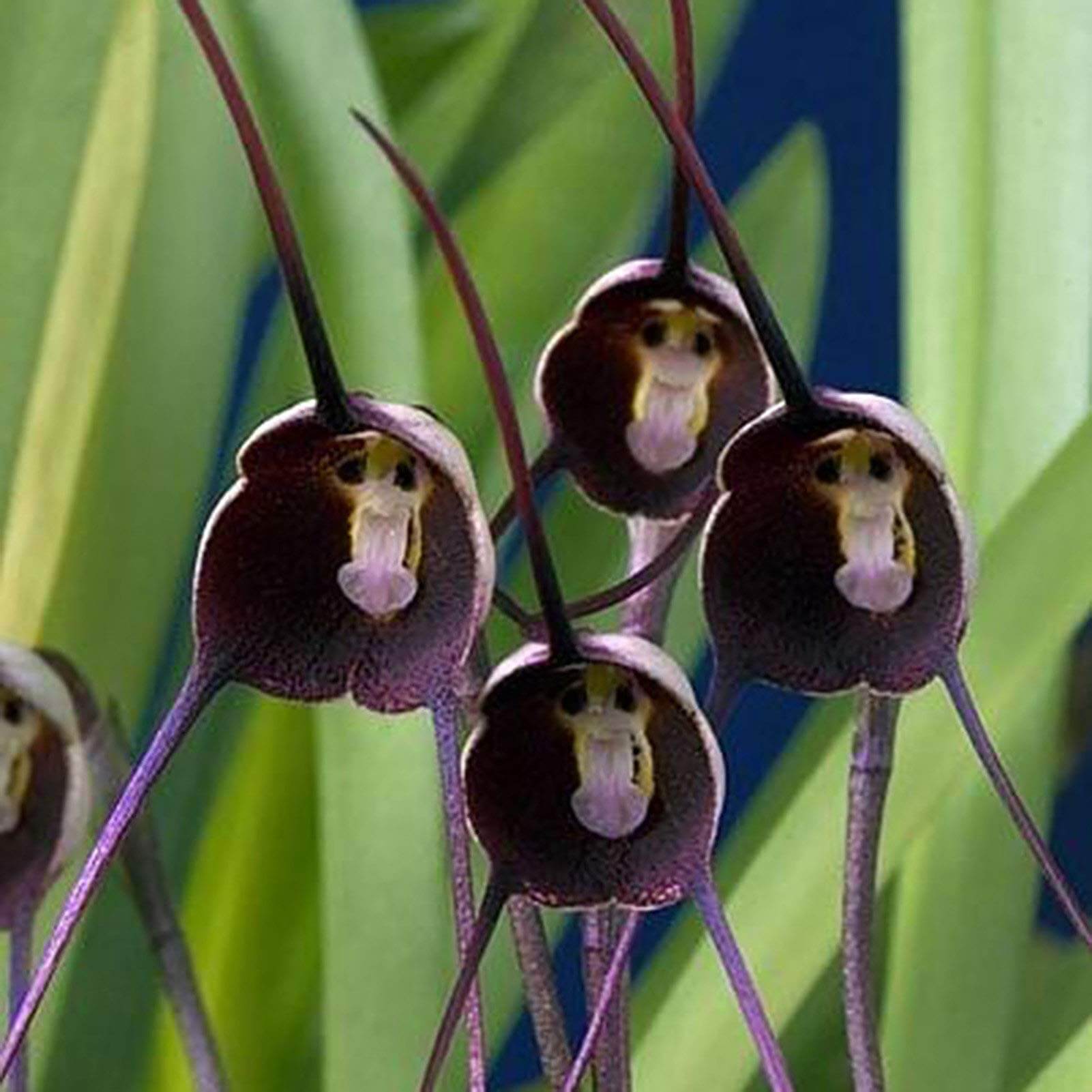 Monkey Face Violet Seeds 