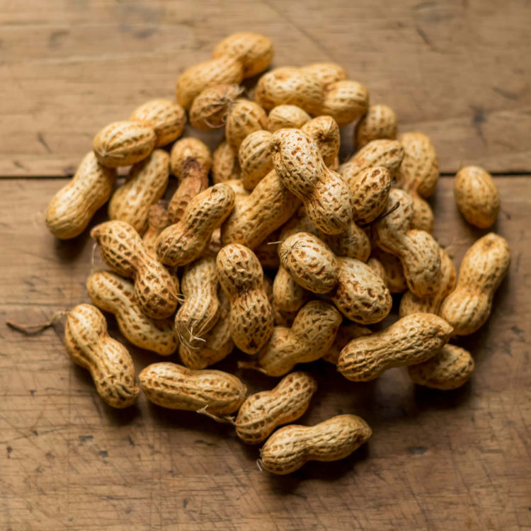 Monkey Nut Seeds