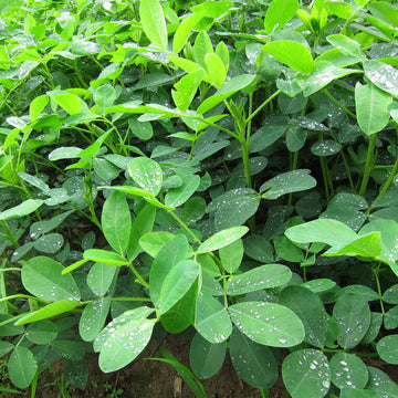 Monkey Nut Seeds
