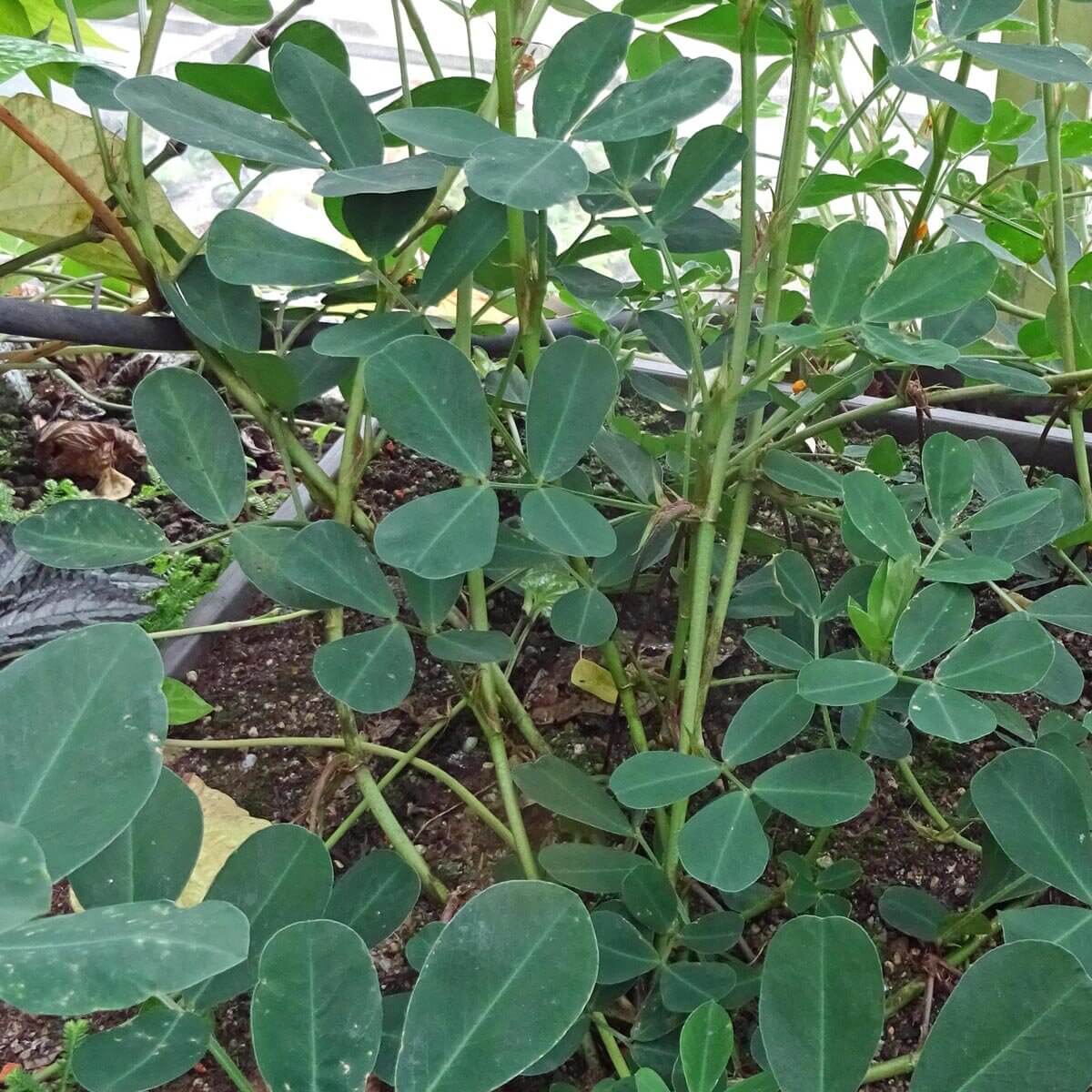 Monkey Nut Seeds