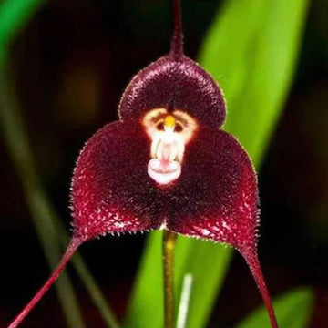 Monkey Orchid Seeds – Chocolate – Wildflower