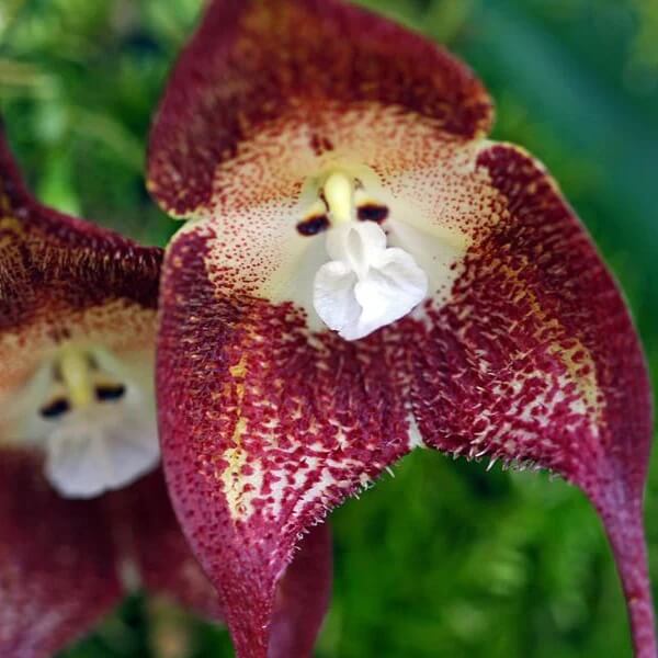 Monkey Orchid Seeds – Chocolate – Wildflower