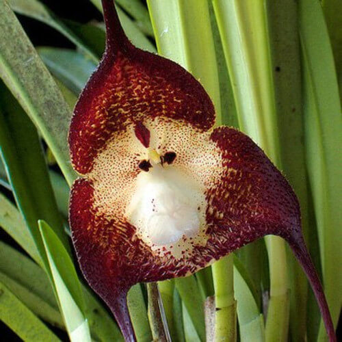Monkey Orchid Seeds – Chocolate – Wildflower