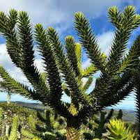 Araucaria Araucana Seeds – Monkey Puzzle Tree Seeds
