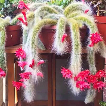 Monkey Tail Hildewintera colademononis Seeds