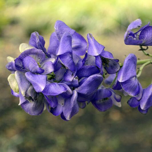 Monkshood Seeds - Flower Plant for Home Gardens