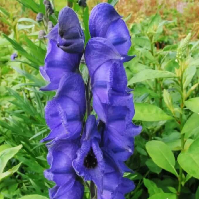 Monkshood Seeds - Flower Plant for Home Gardens