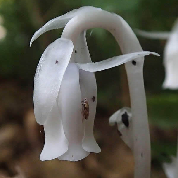 Monotropa Uniflora Indian Pipe Cheilotheca Humilis Seeds - Flower Plant