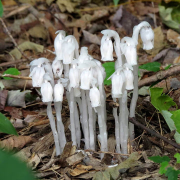 Monotropa Uniflora Indian Pipe Cheilotheca Humilis Seeds - Flower Plant