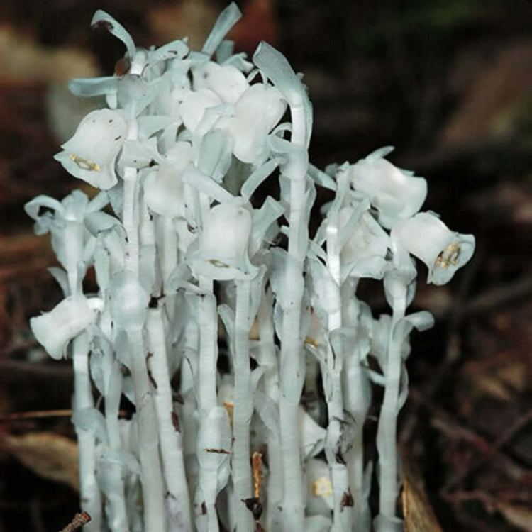 Monotropa Uniflora Indian Pipe Cheilotheca Humilis Seeds - Flower Plant