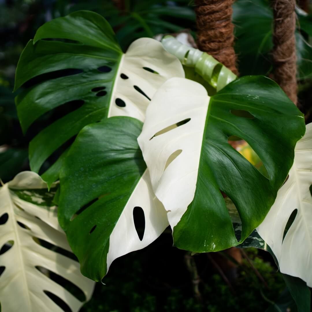 albo monstera seeds Variegated Albo Monstera Seeds