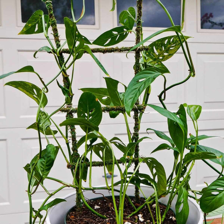 Monstera Adansonii Seeds