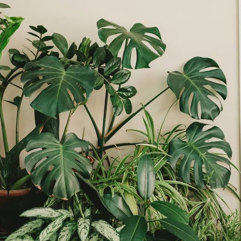 Monstera Adansonii Seeds