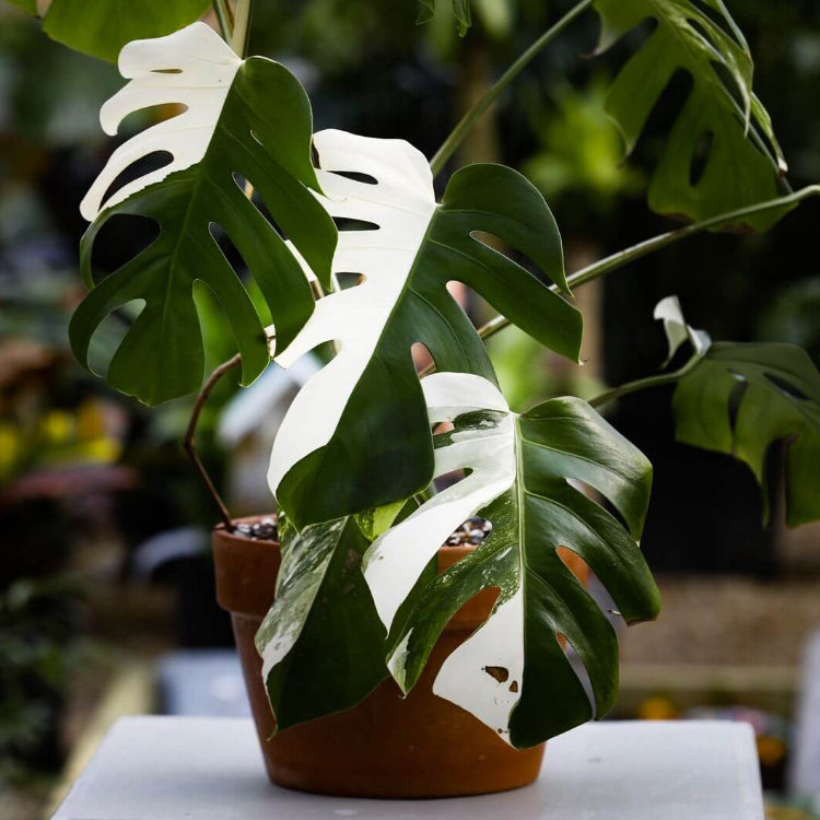 Monstera Albo Borsigiana Seeds