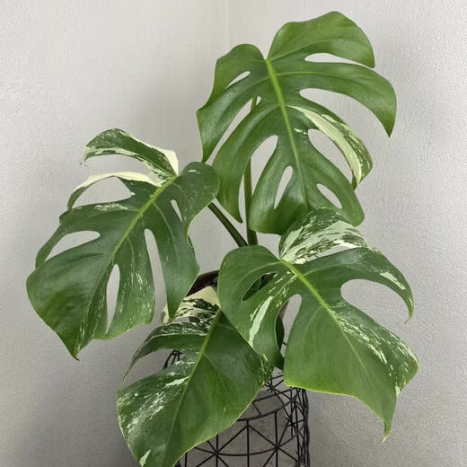 Monstera Albo Seeds