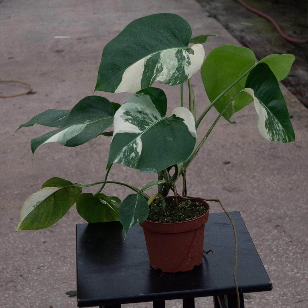 Monstera Albo Seeds