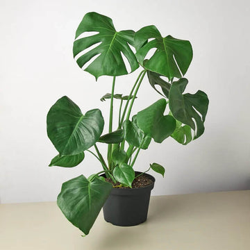 Monstera Albo Seeds for Planting