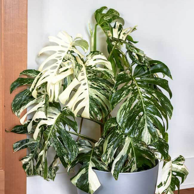 Monstera Albo Seeds for Planting
