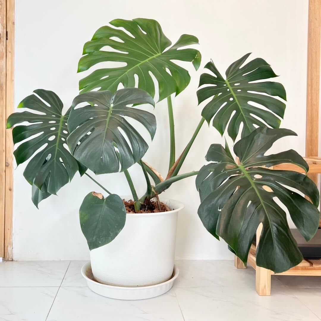Monstera Albo Seeds for Planting